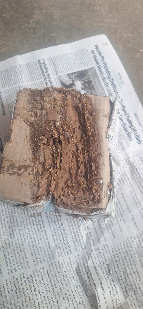 diệt mối tận gốc Mũi Né Phan thiết Bình Thuận